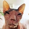 गंगा मगर avatar